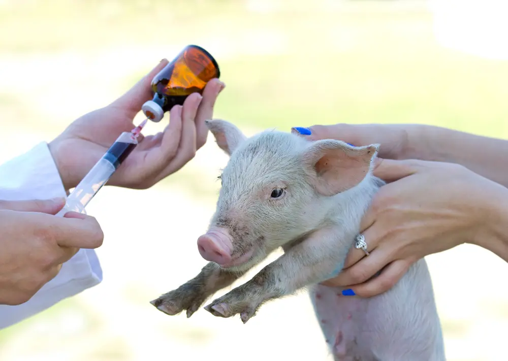 Antibiotika Schwein Spritze